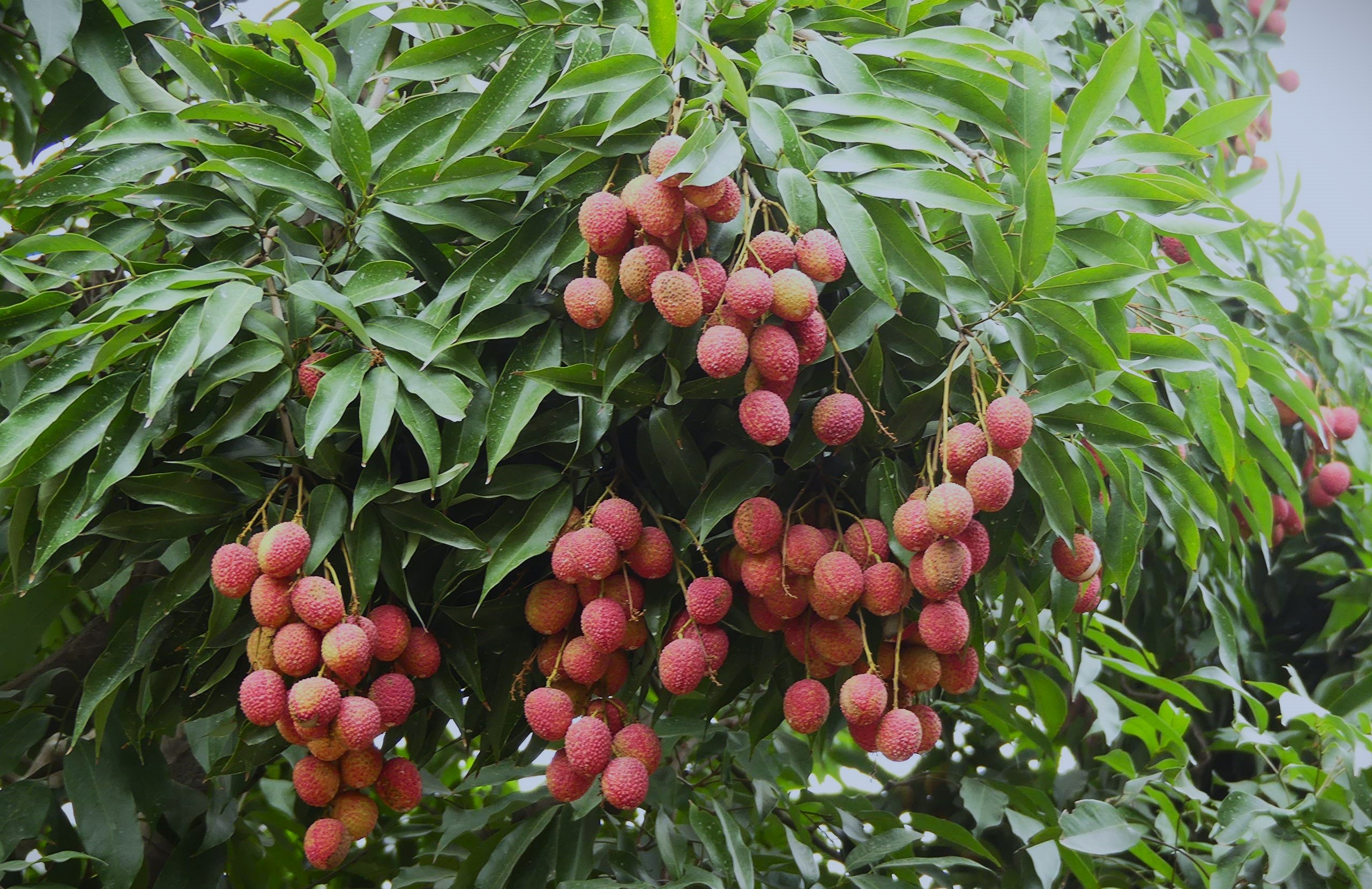 खोटाङमा एक सय ६८ मेट्रिक टन लिच्ची उत्पादन