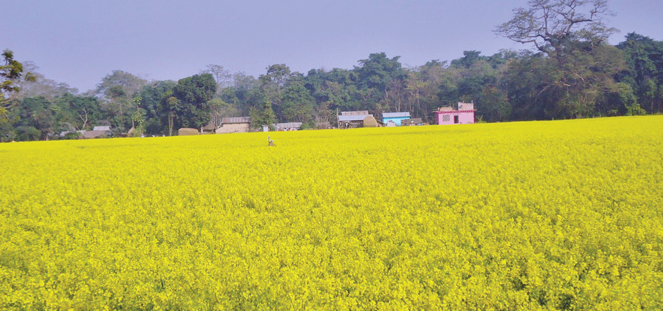 भोलिदेखि नेपालमा अन्तर्राष्ट्रिय किसानको बैठक हुँदै